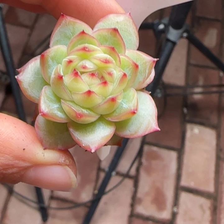 547号 珍妮      优选