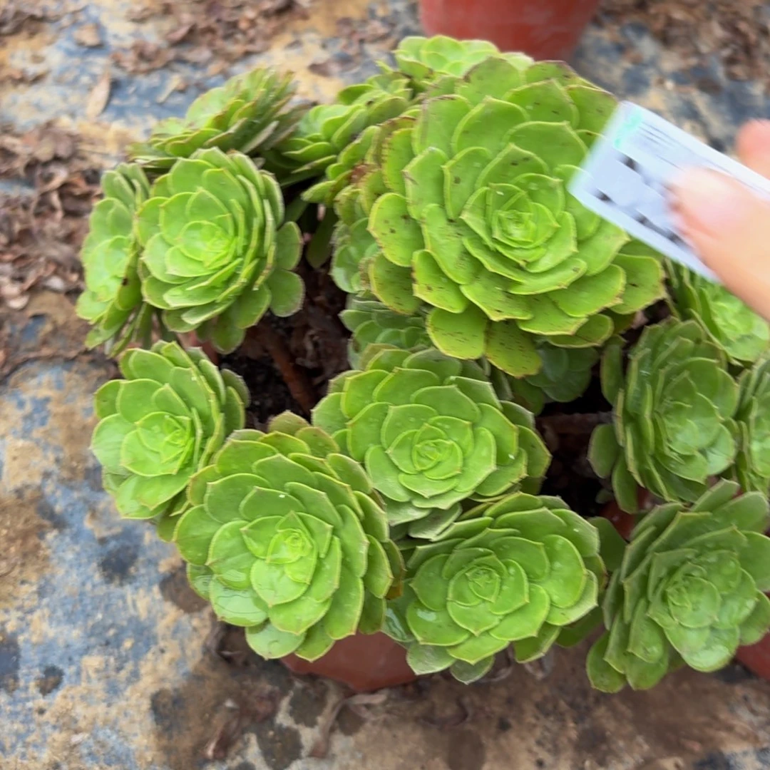 220多肉植物捧花的