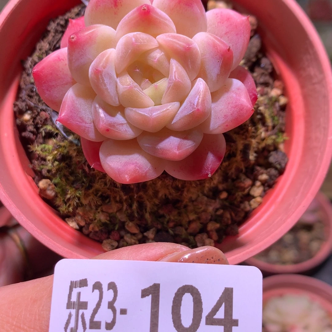 乐然23-104 秘境冰魄