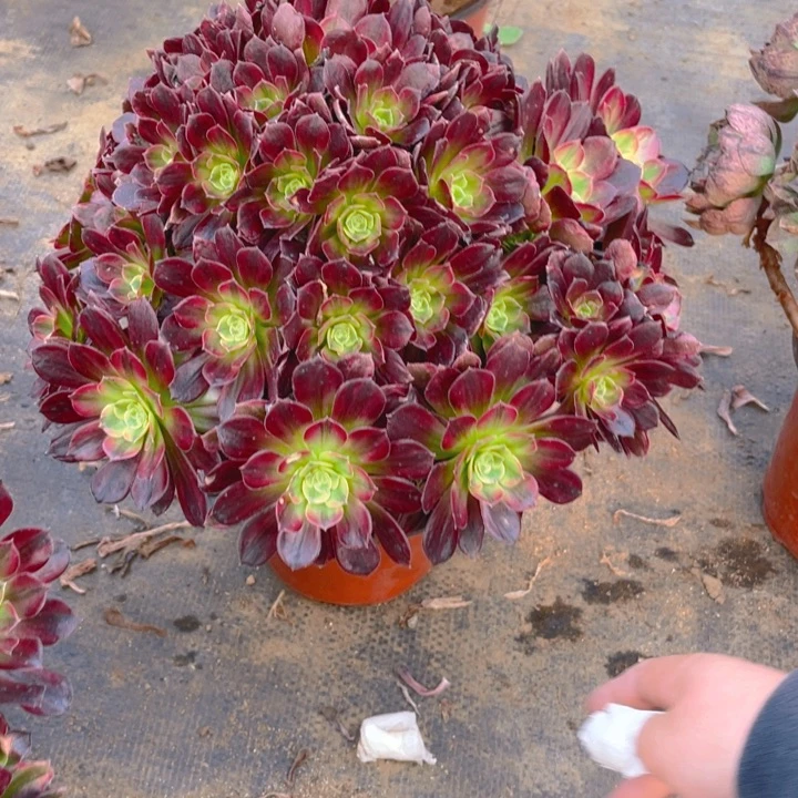 656安娜法师多肉断枝不售后