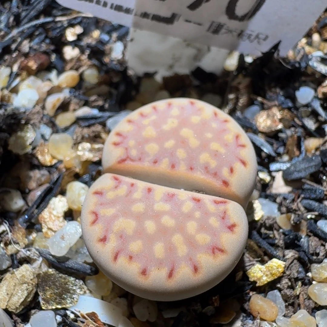 Ssss精品生石花590