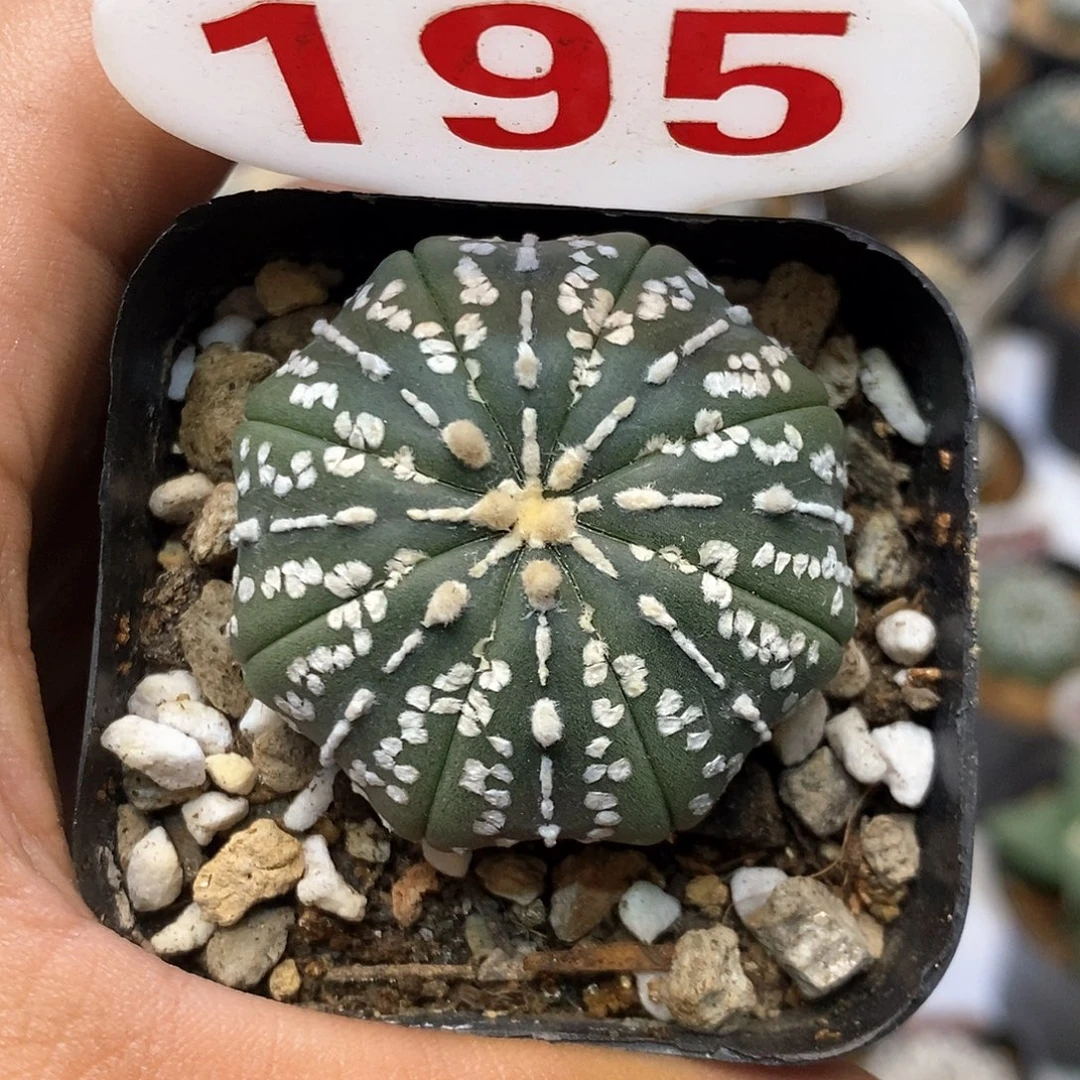 195福利特价咯啦了咯来