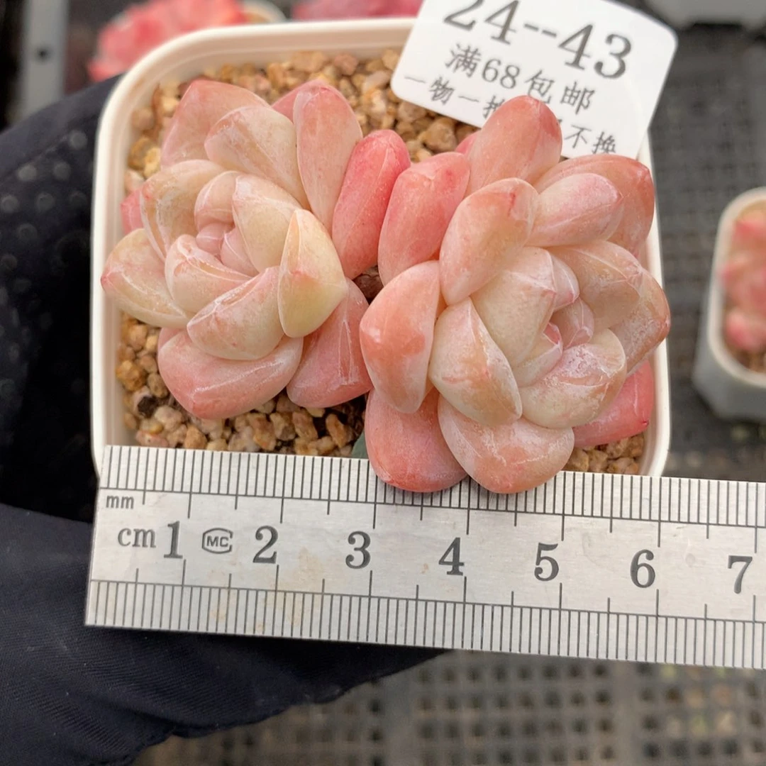 水*烟43。透体糖心冰玉。