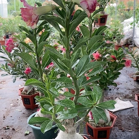 【闪购商品】无花朵清**过