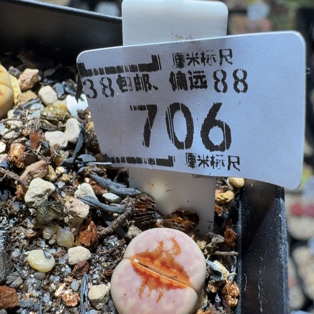 zzz生石花肉锥706
