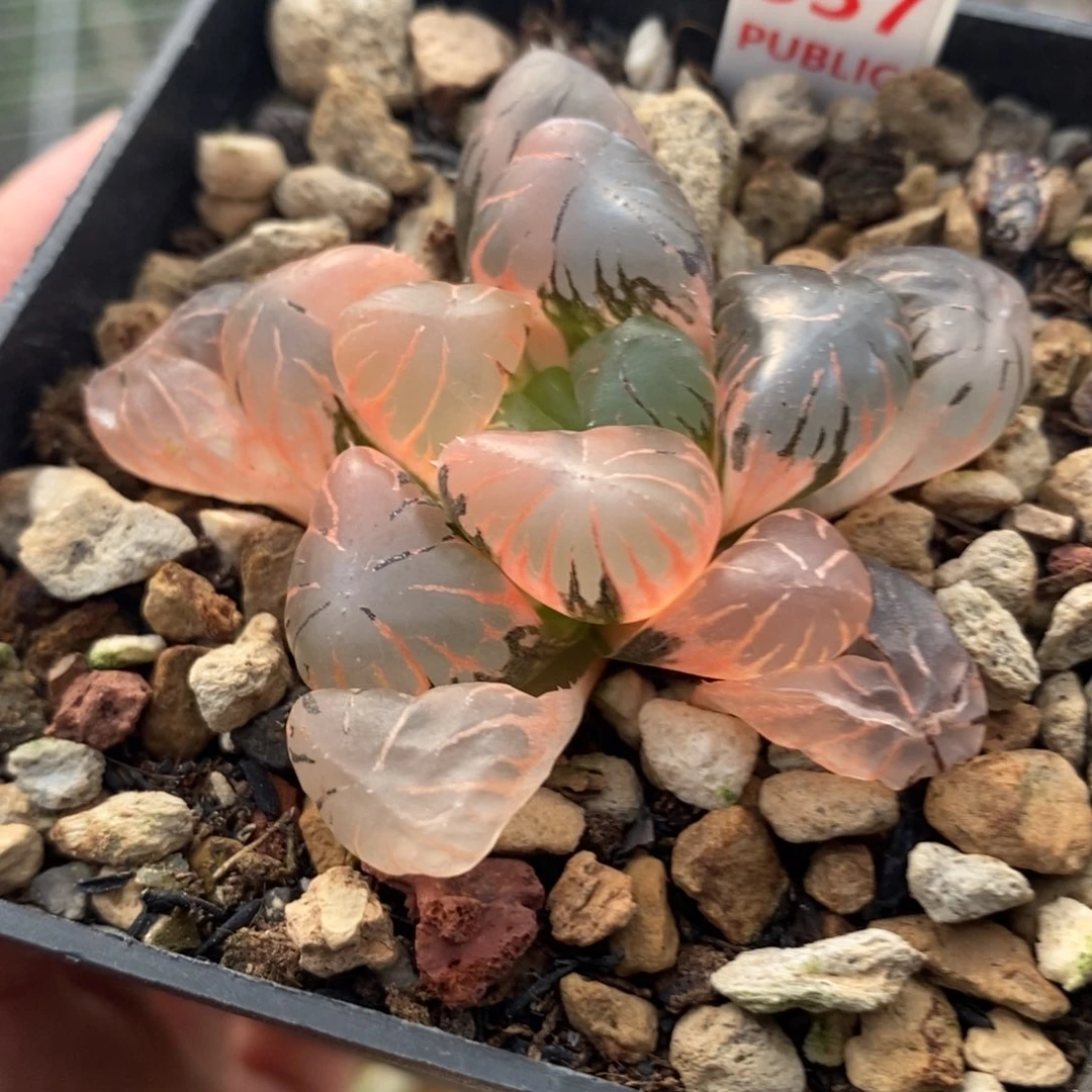 337孔明灯玉露锦一物一拍