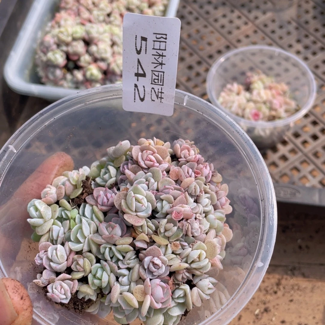 量拍多肉植物多肉植物542