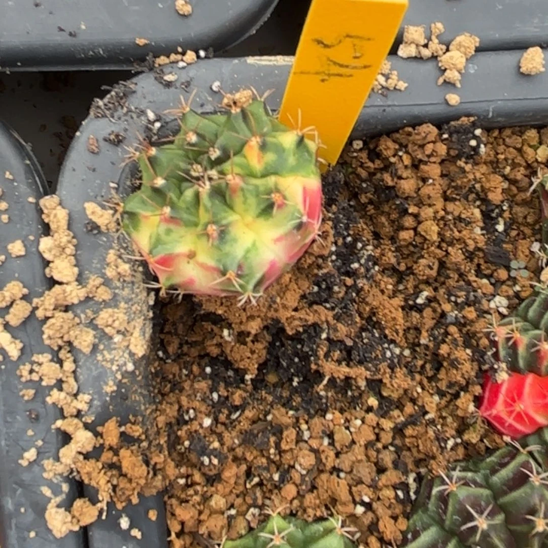 @***晞54-1121泰国发货多肉