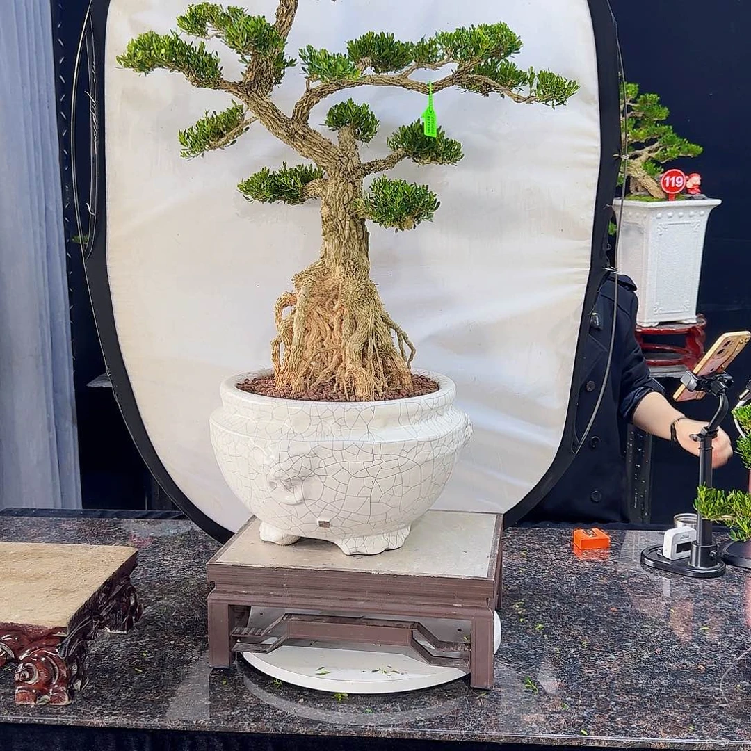 无花朵贵**信高端黄杨盆景艺术