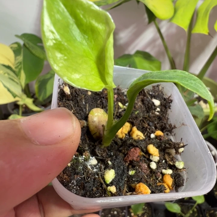 请****完全开放龟背竹种苗