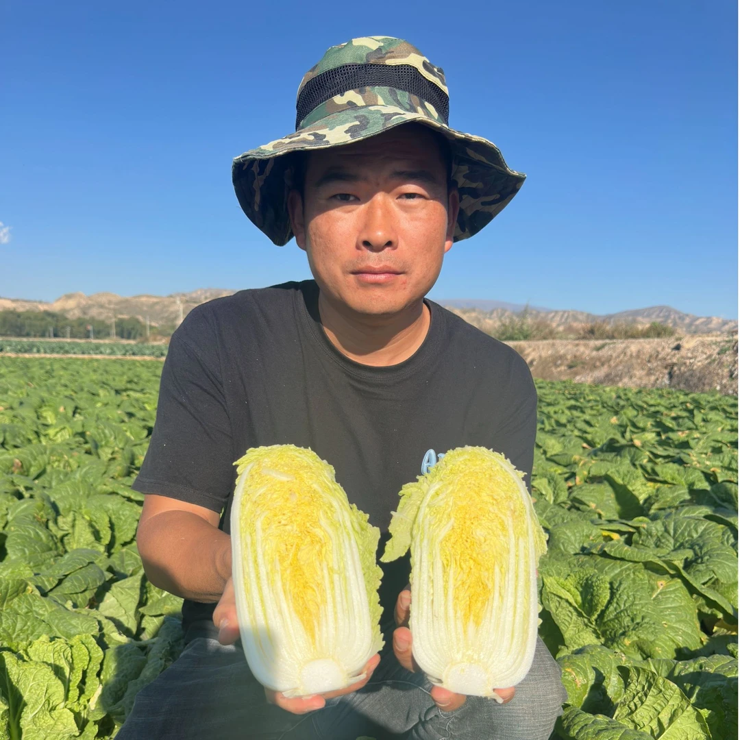 大西北【旱地娃娃菜】甘肃 黄土高坡 产地直发  新鲜采摘现砍娃娃菜