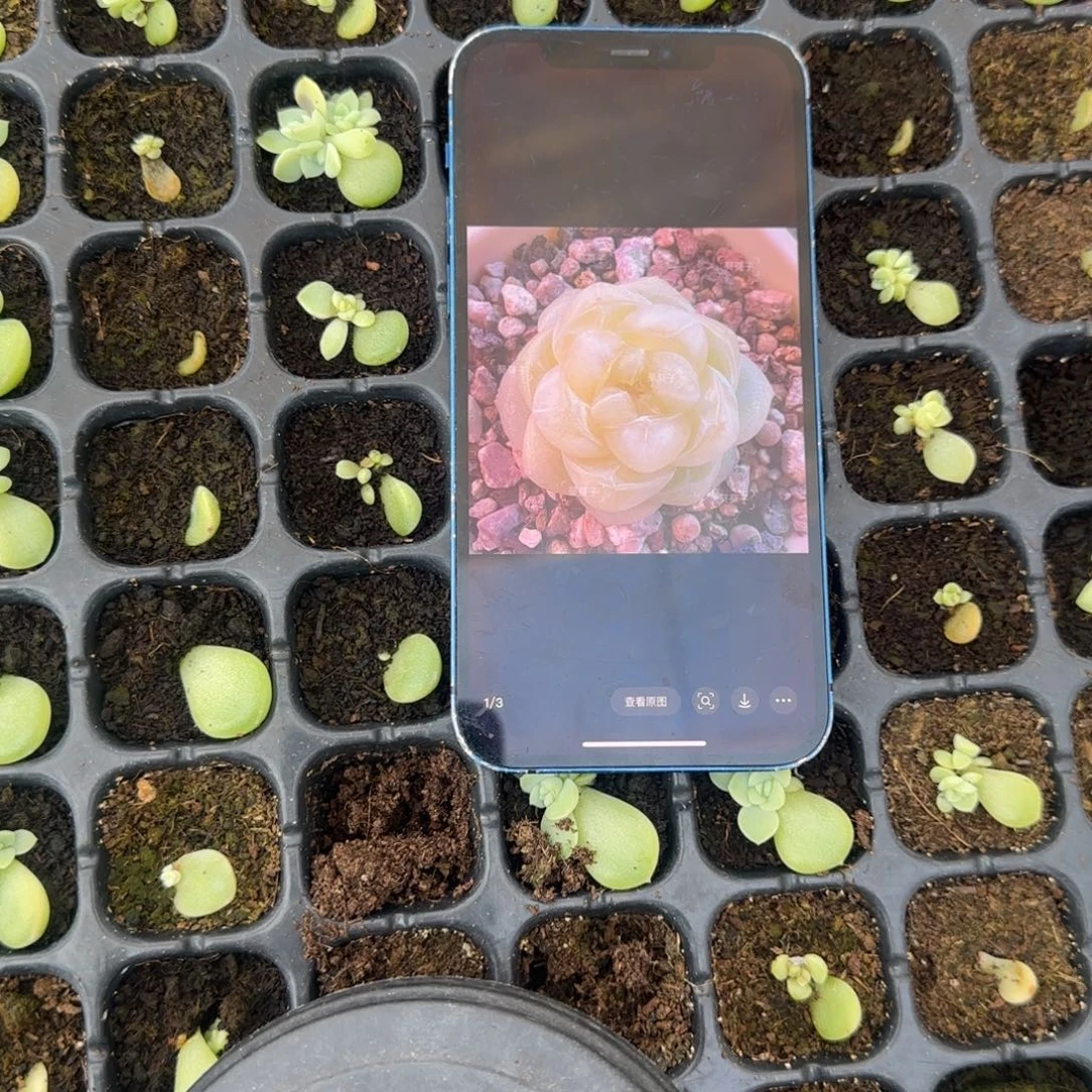 葵Cf8 穴1个满25包邮