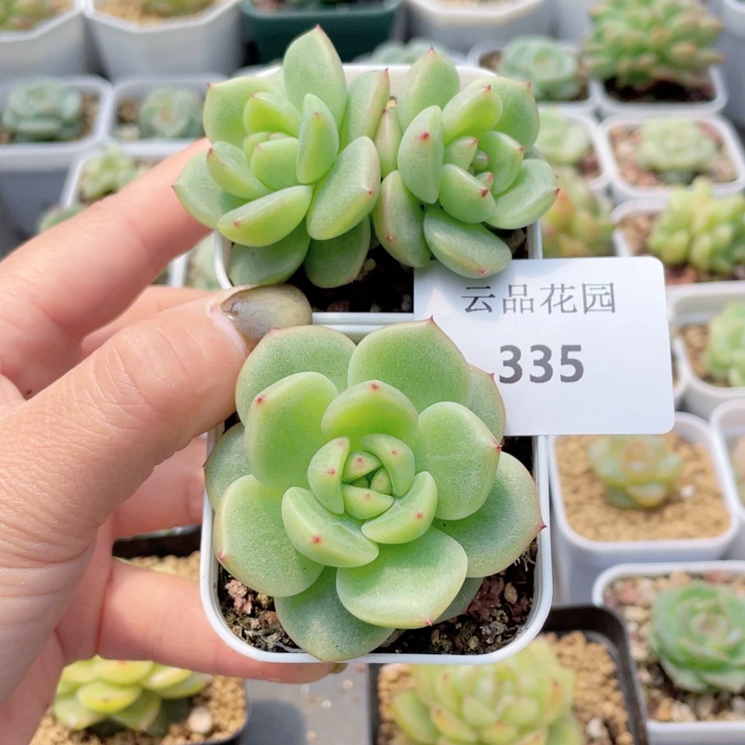 仓*335号糖心冰心珍妮2