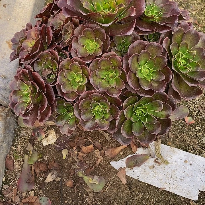 多肉植物魅金259多肉