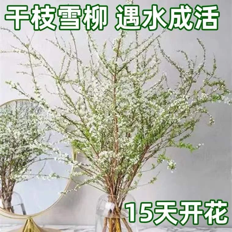 雪柳鲜枝水培干枝支懒人绿植物室内鲜花遇水养开花卉重瓣盆栽插花