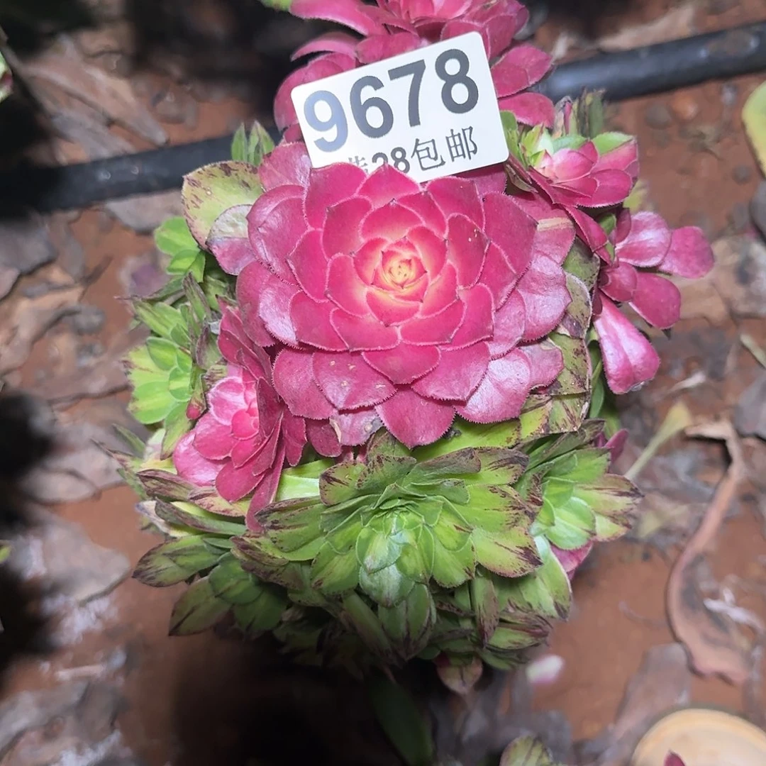 678知否无根多肉法师植物