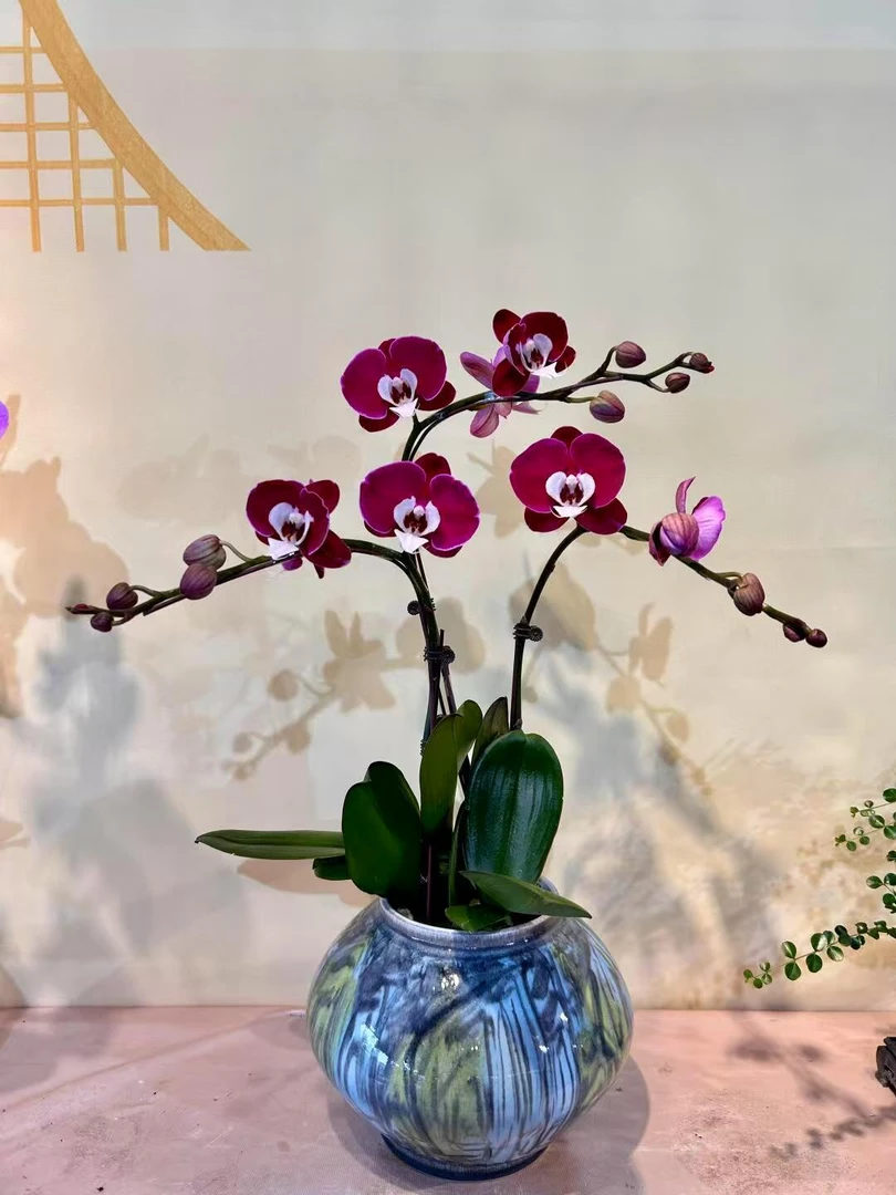 【教师节福利】蝴蝶兰【米歇尔】室内家居花卉绿植盆栽送礼带花带花苞