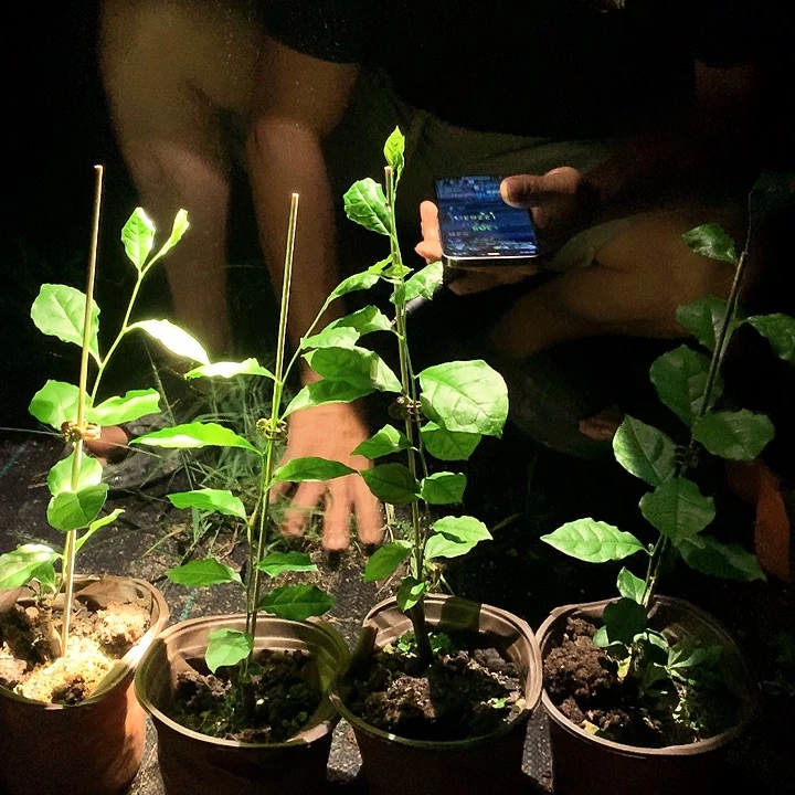 无花朵龙游天下39