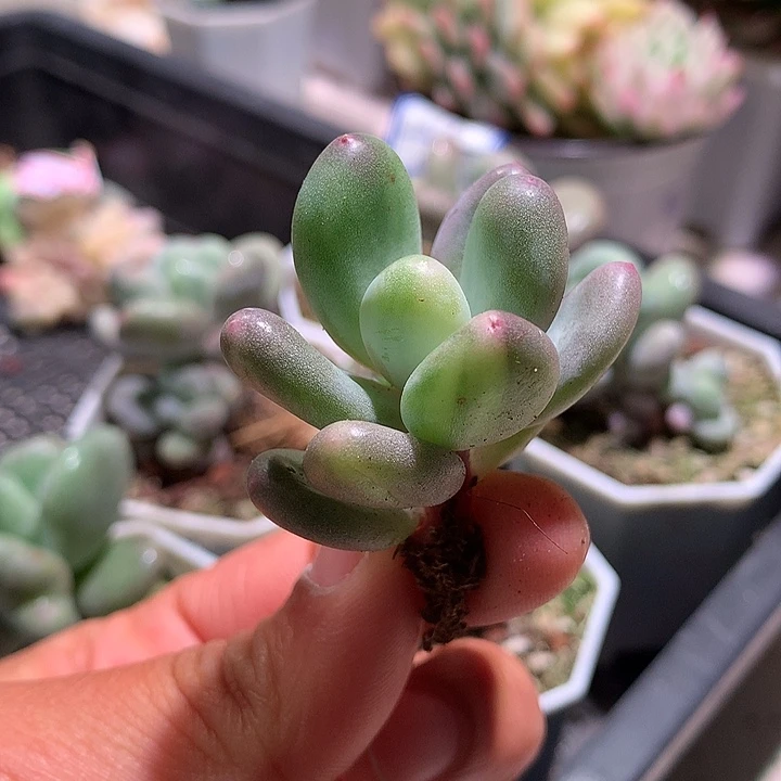 奶酪锦拉丝锦锦锦锦