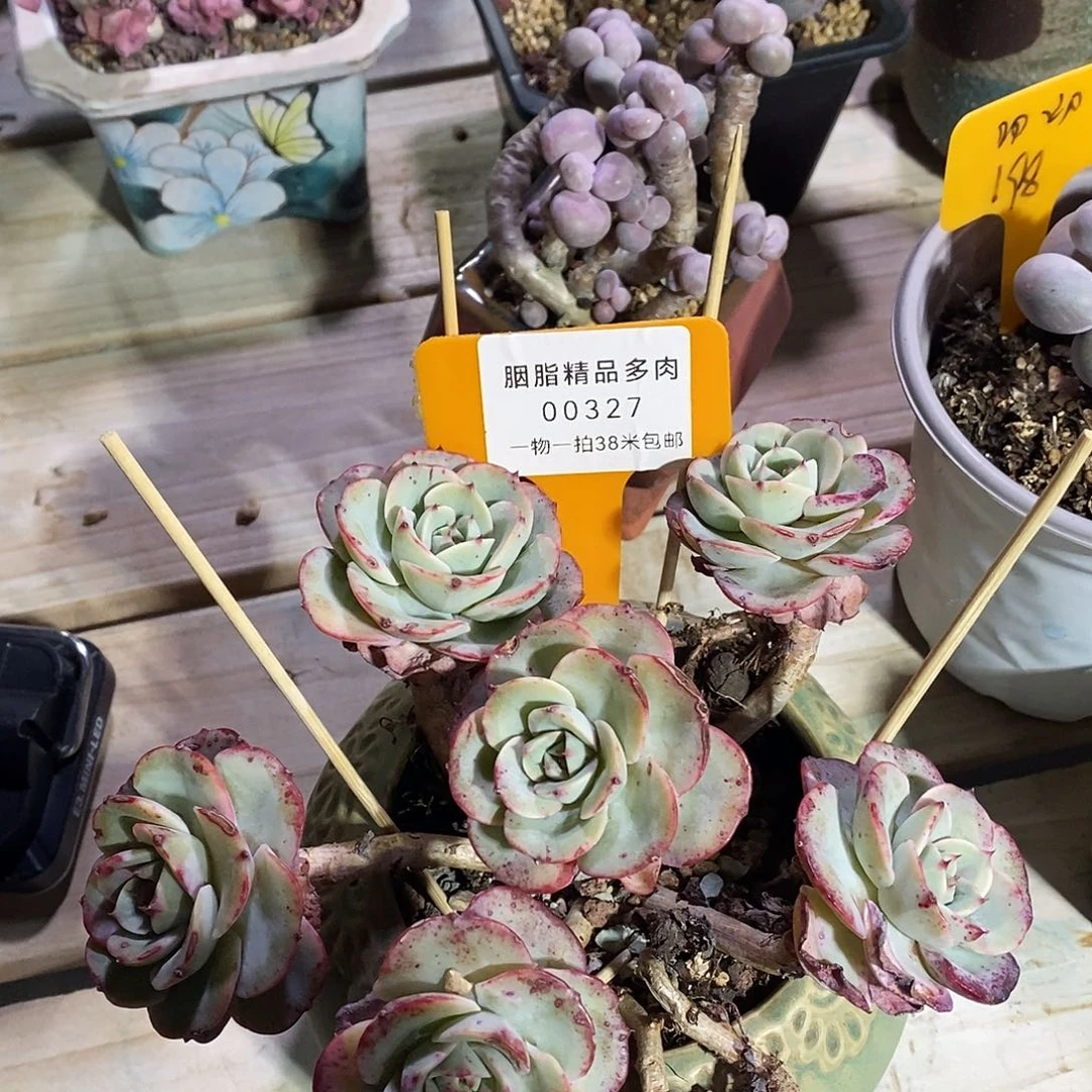 00327奥军啊木架咯