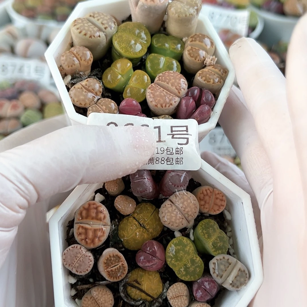 好养易活生石花大母本8661