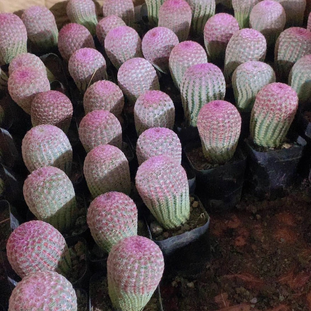 红太阳64646474477777