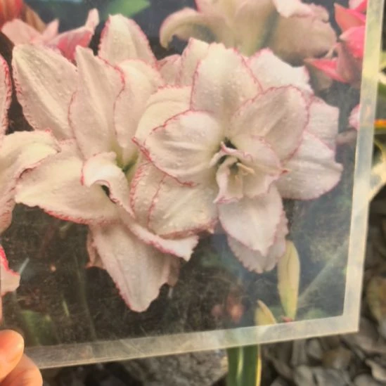 当前无花栽培后可以开花