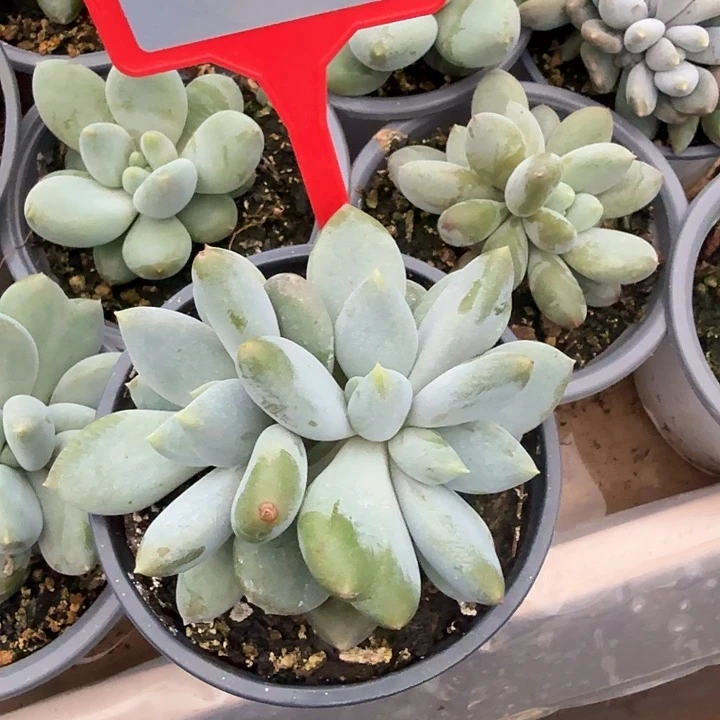 哥特一物一拍761.