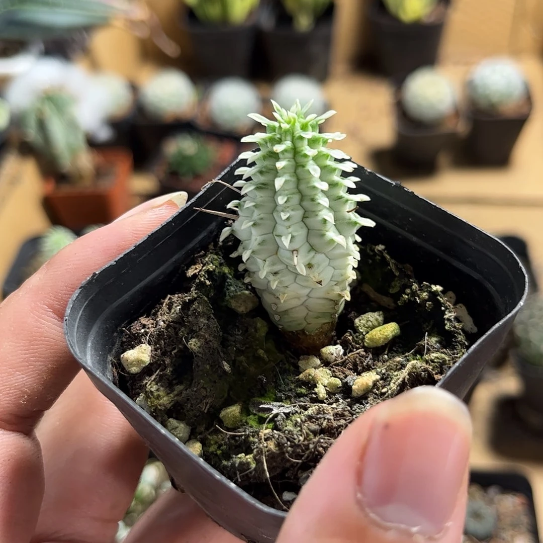 白桦麒麟有根发货有根