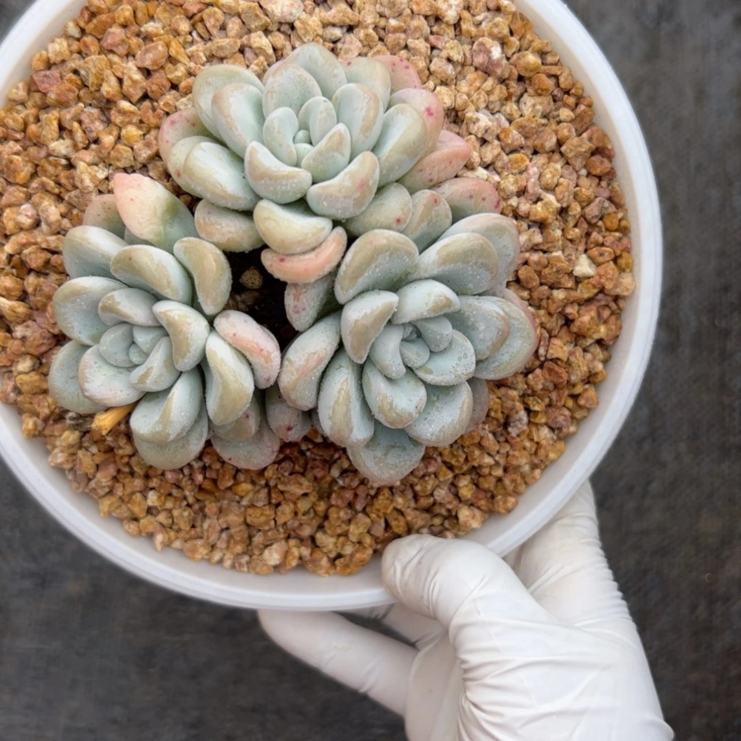୧***福玉麒麟缀多肉植物