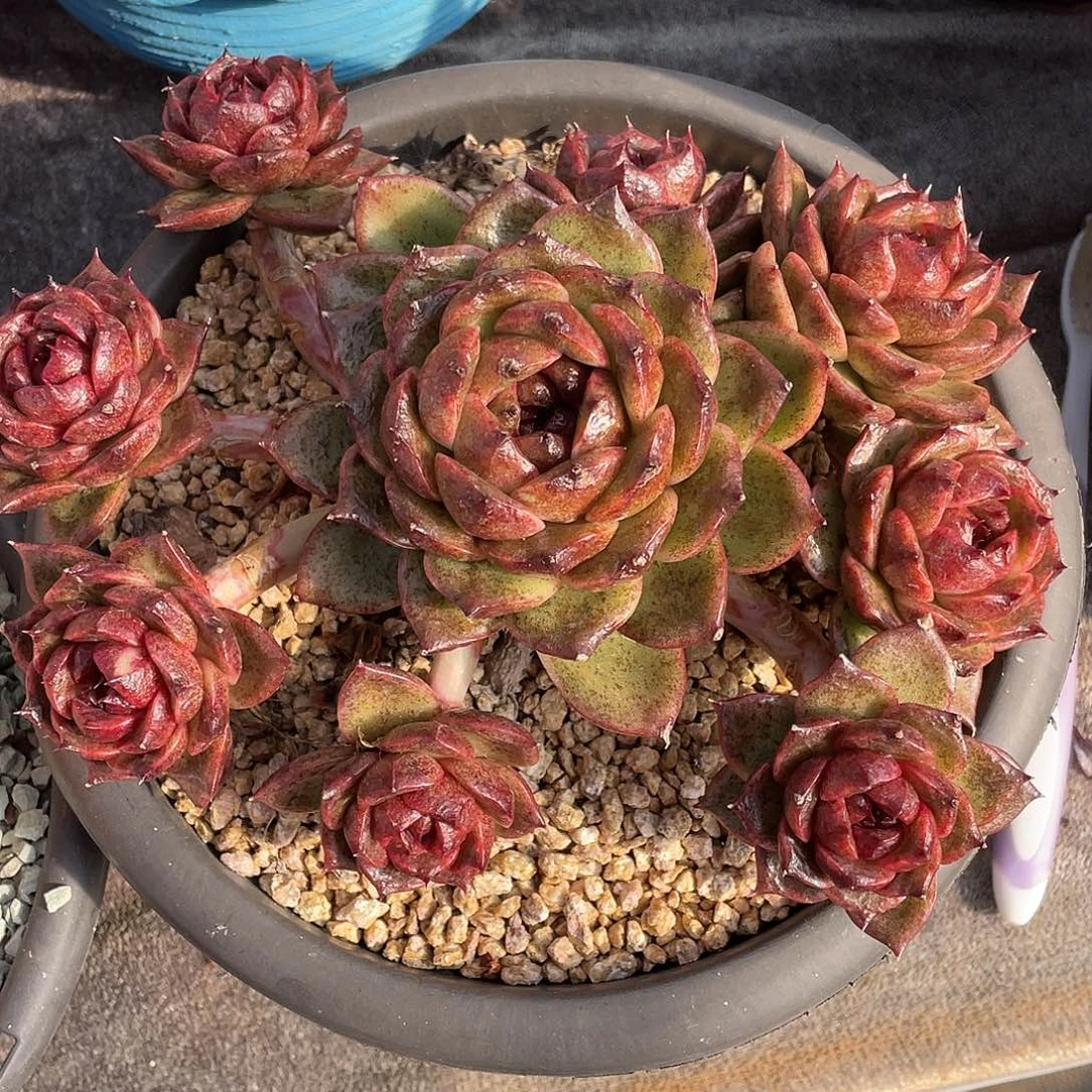 多肉植物一物一拍