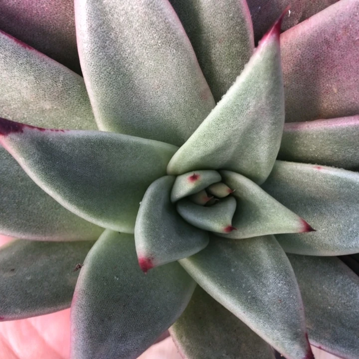 8公分叶宽侧芽0000000000017