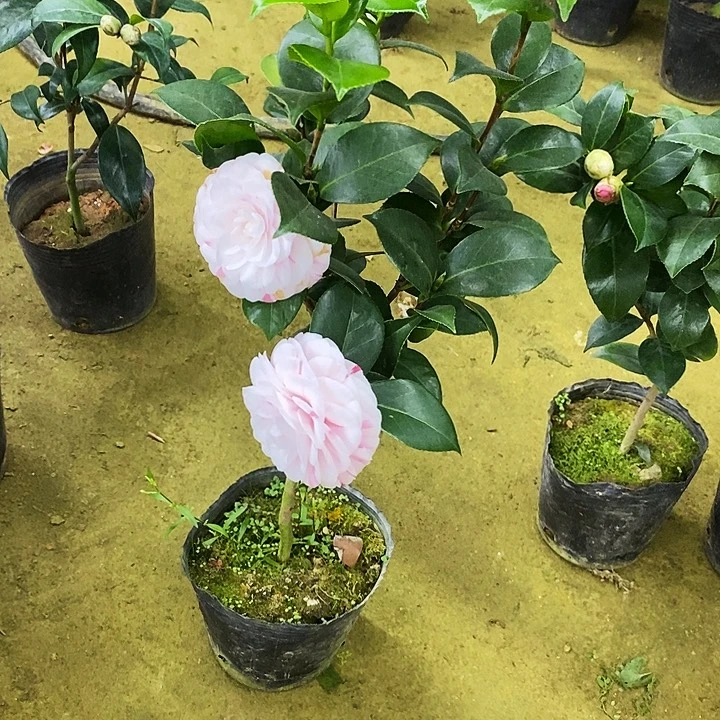 白十八。1个包。