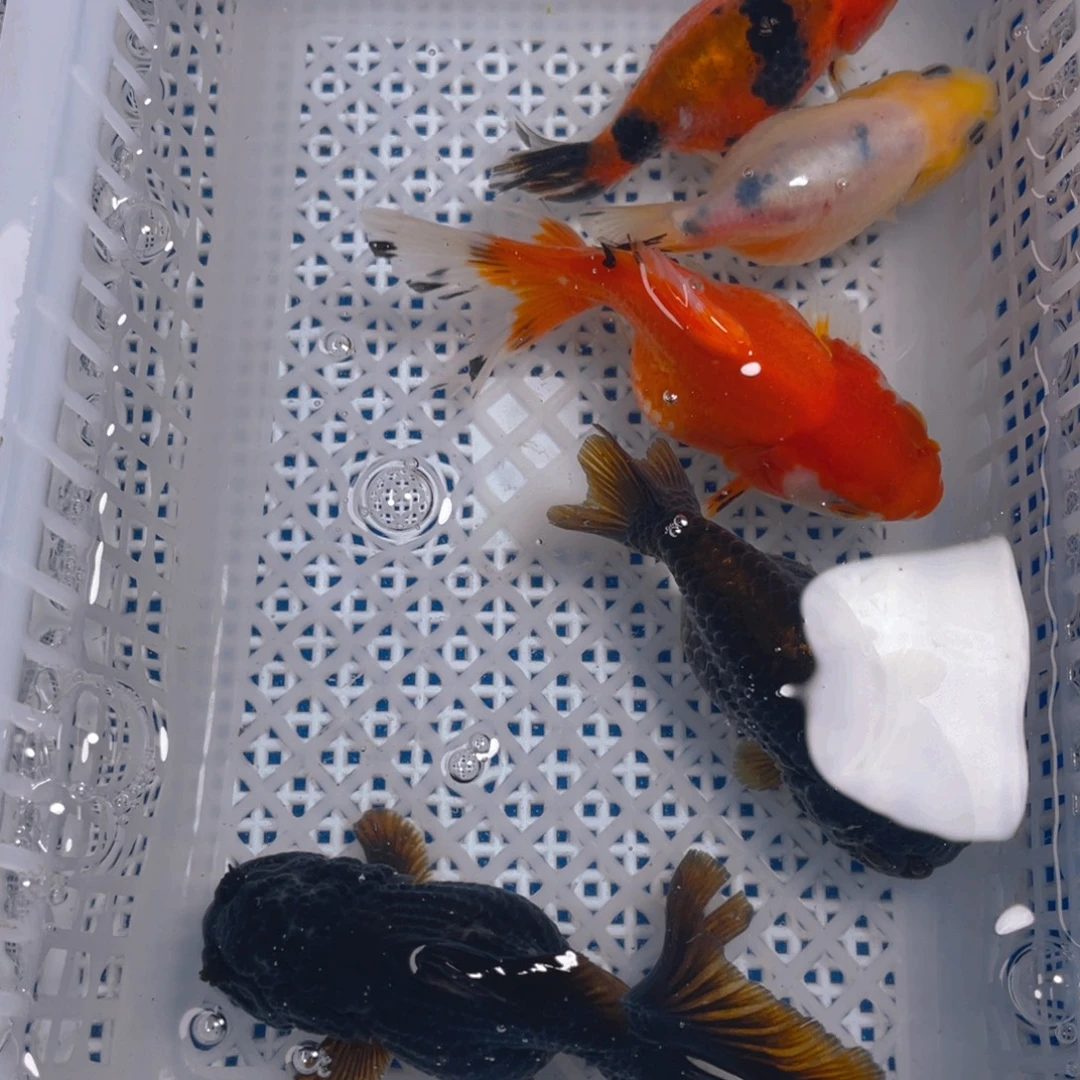 海水鱼花泰狮金鱼10