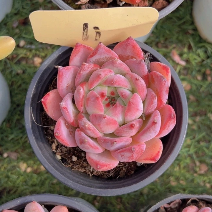 健健康康平平安安