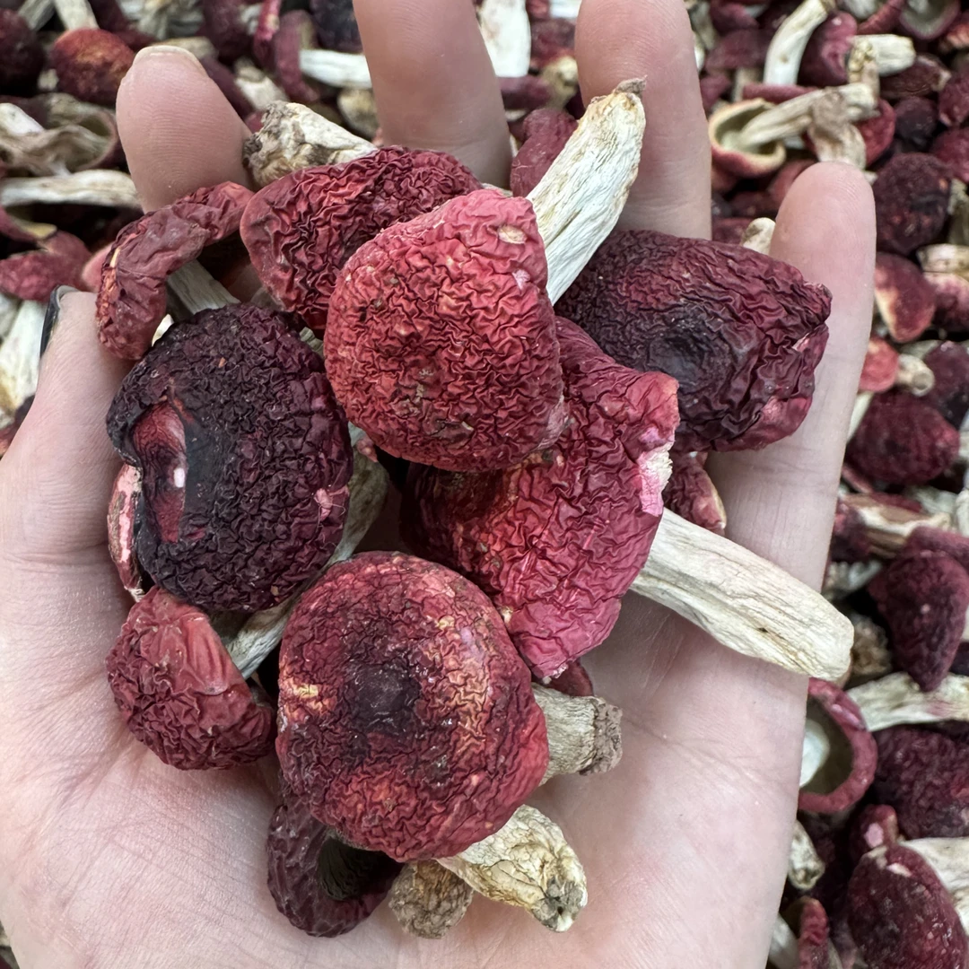 精选云南野生红菇