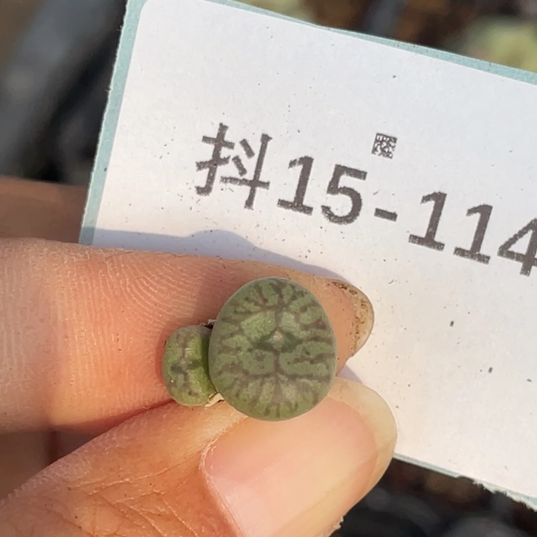 15-114送奶杂多肉植物