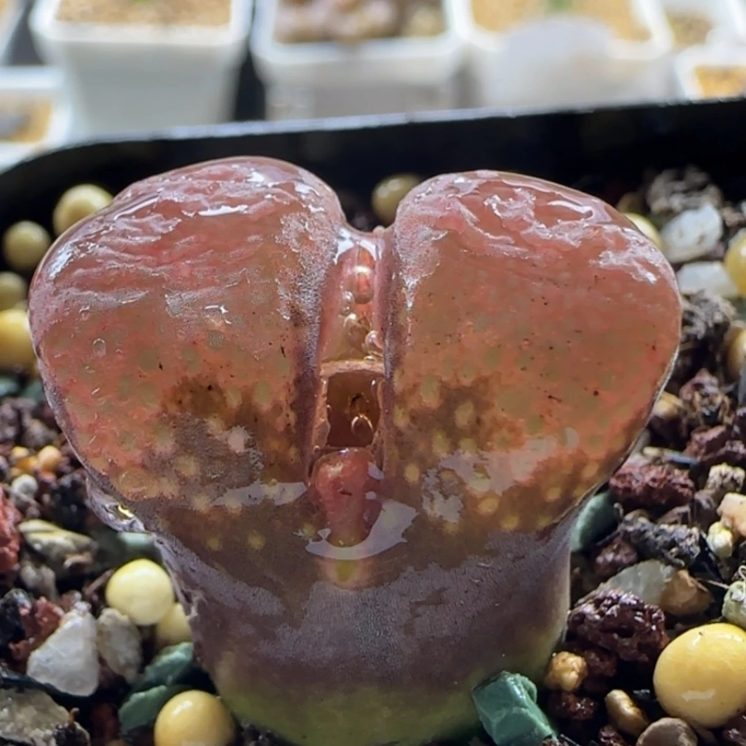 【闪购商品】21004风铃福利