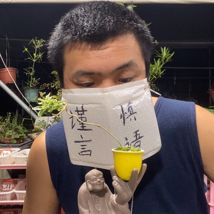 等***来以实际为准盆景绿植盆栽28