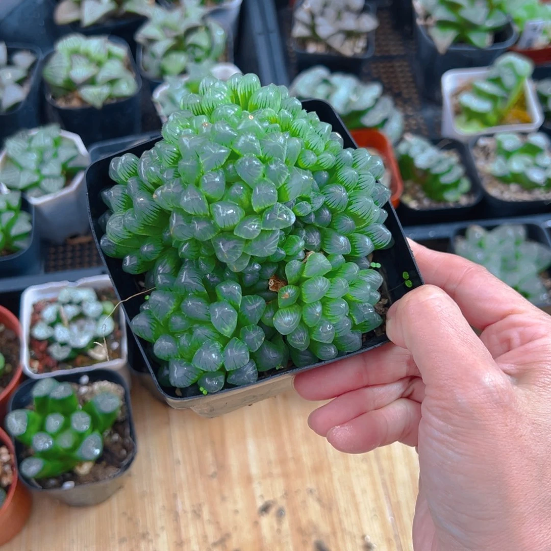 阿***椰3826多肉植物一颗