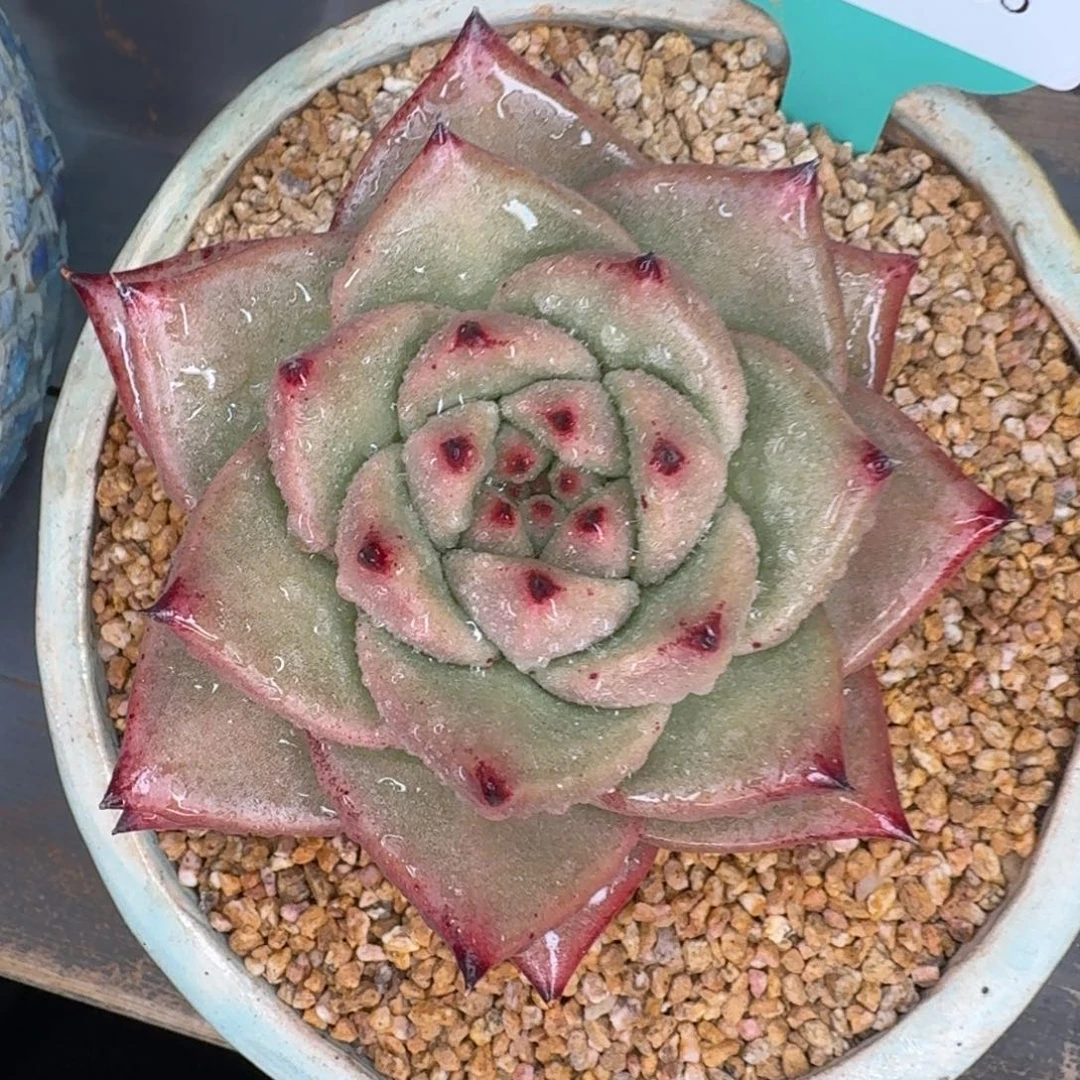 从前慢花园多肉编号1230-133