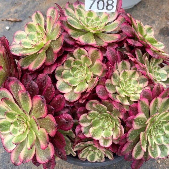 708多肉植物月蝉