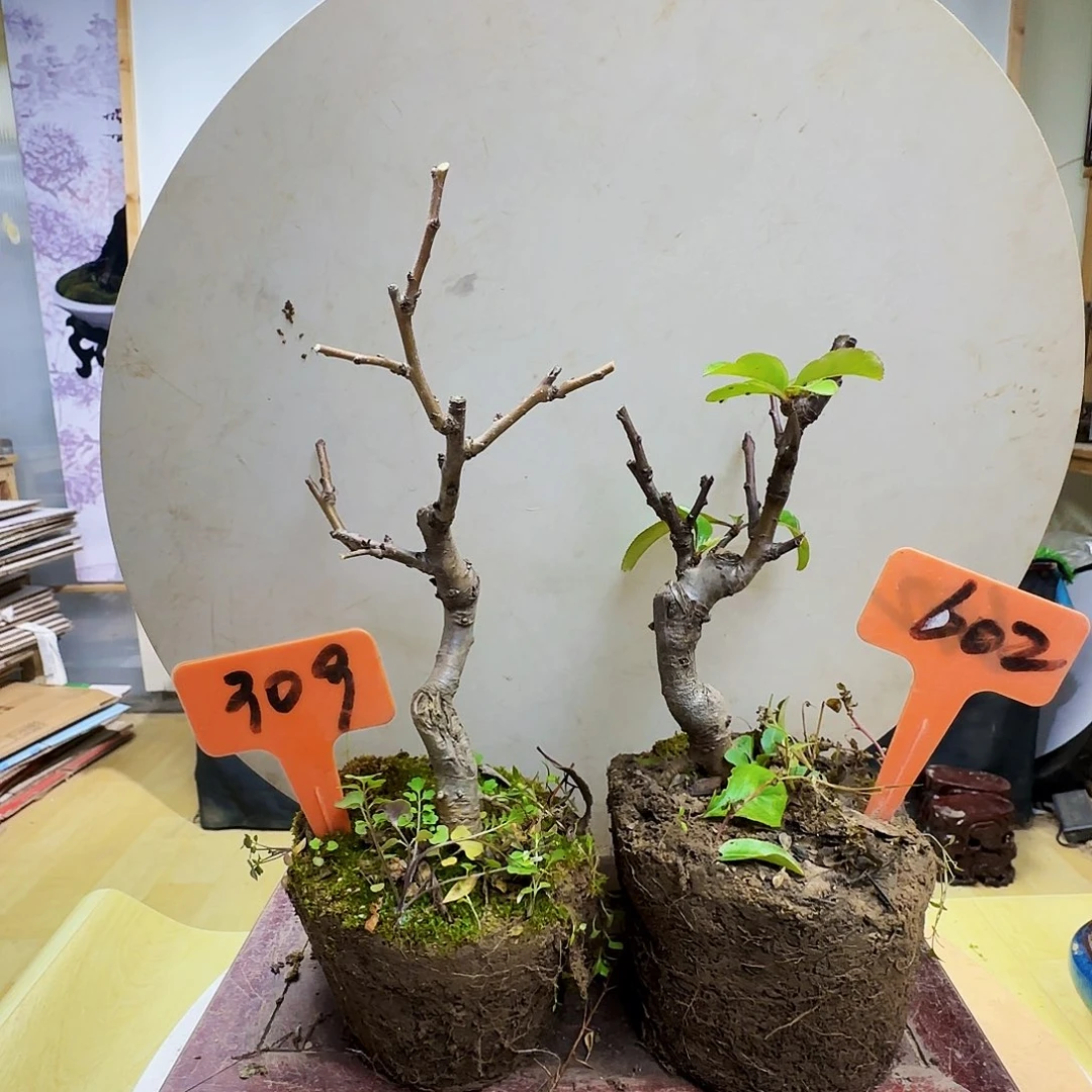 七***許无花朵海棠都包邮