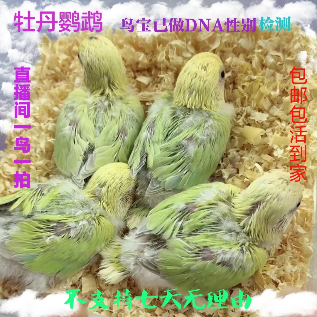 【直播间挑选】手养牡丹鹦鹉雏鸟精选特色手养鹦鹉幼鸟活体鸟食饲料