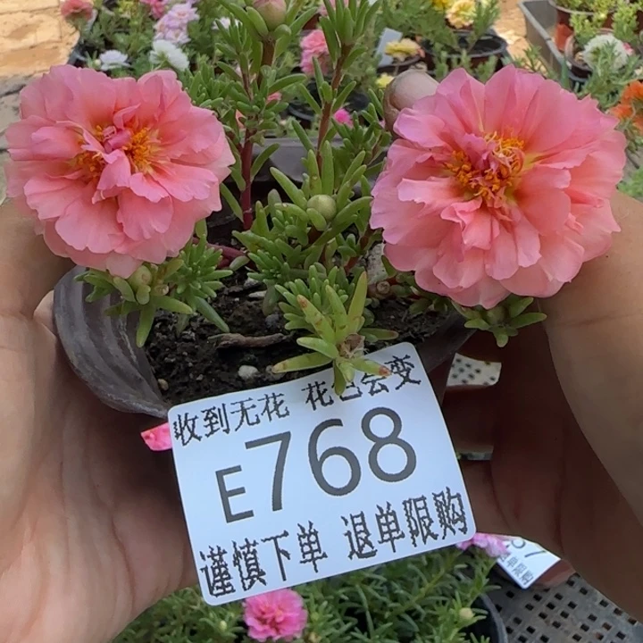 无花朵E768超小苗盆口10cm