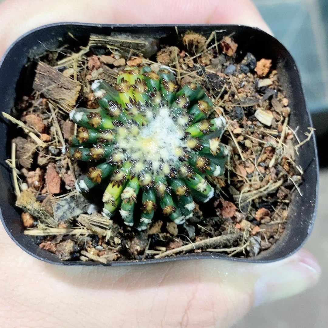 实生奇特球锦品相自观如图