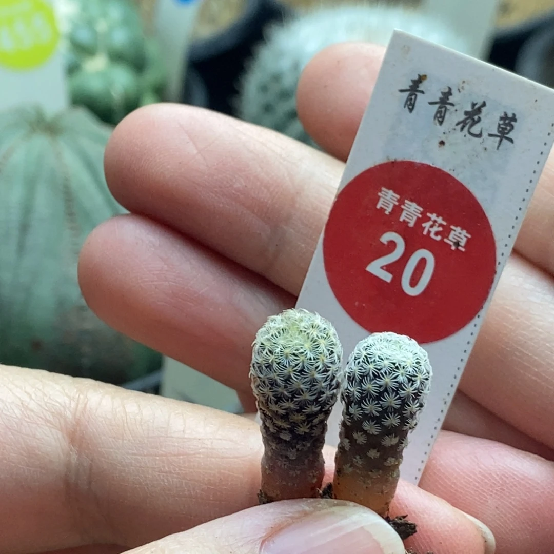 实生两颗球一颗仙人球