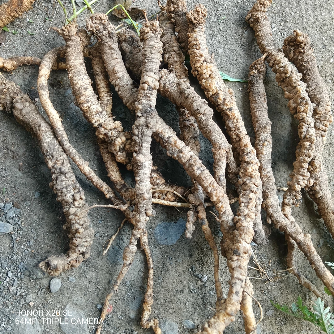 甘肃非种植新鲜蛤蟆党十条250g~500g包邮