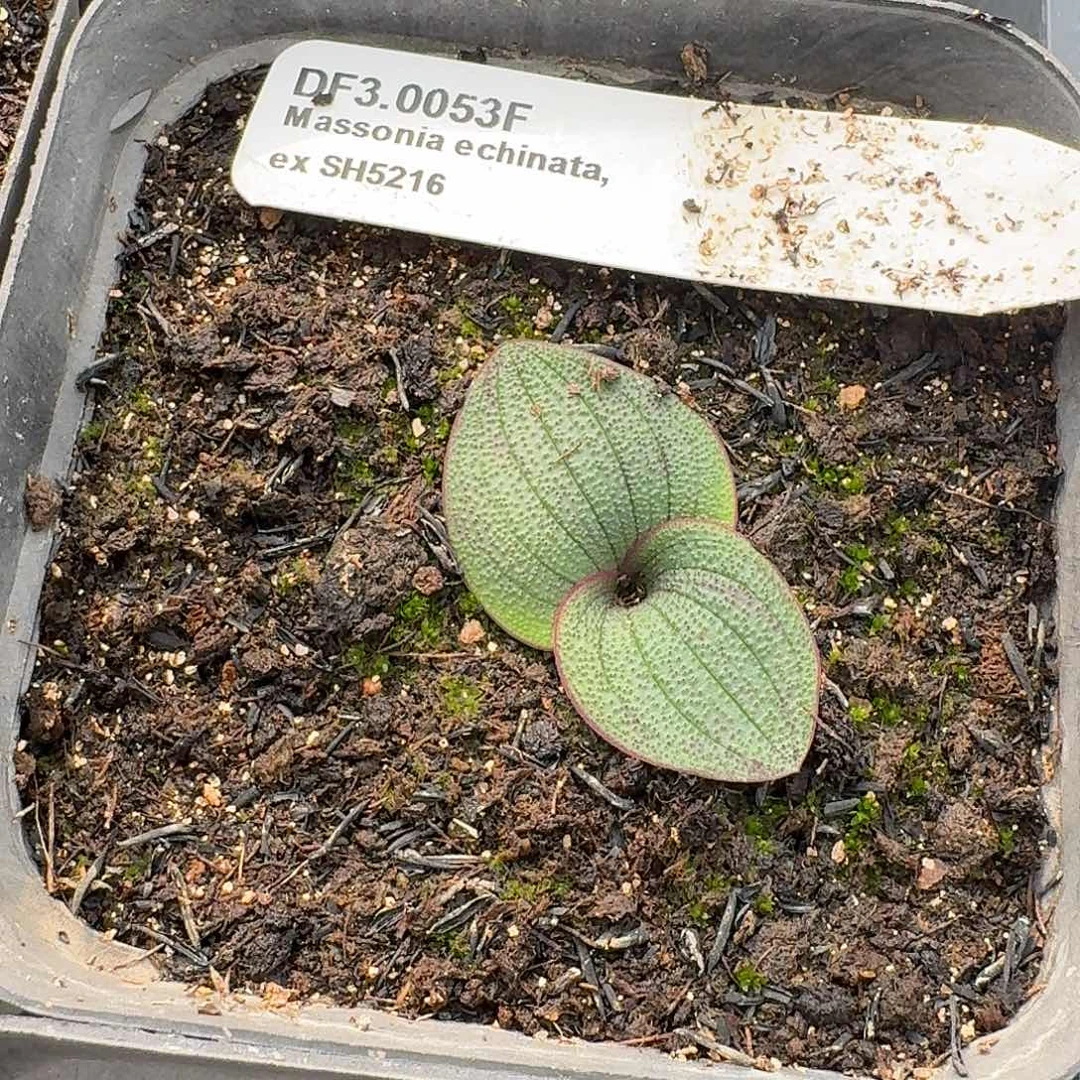 银山错版紫镜？带盆