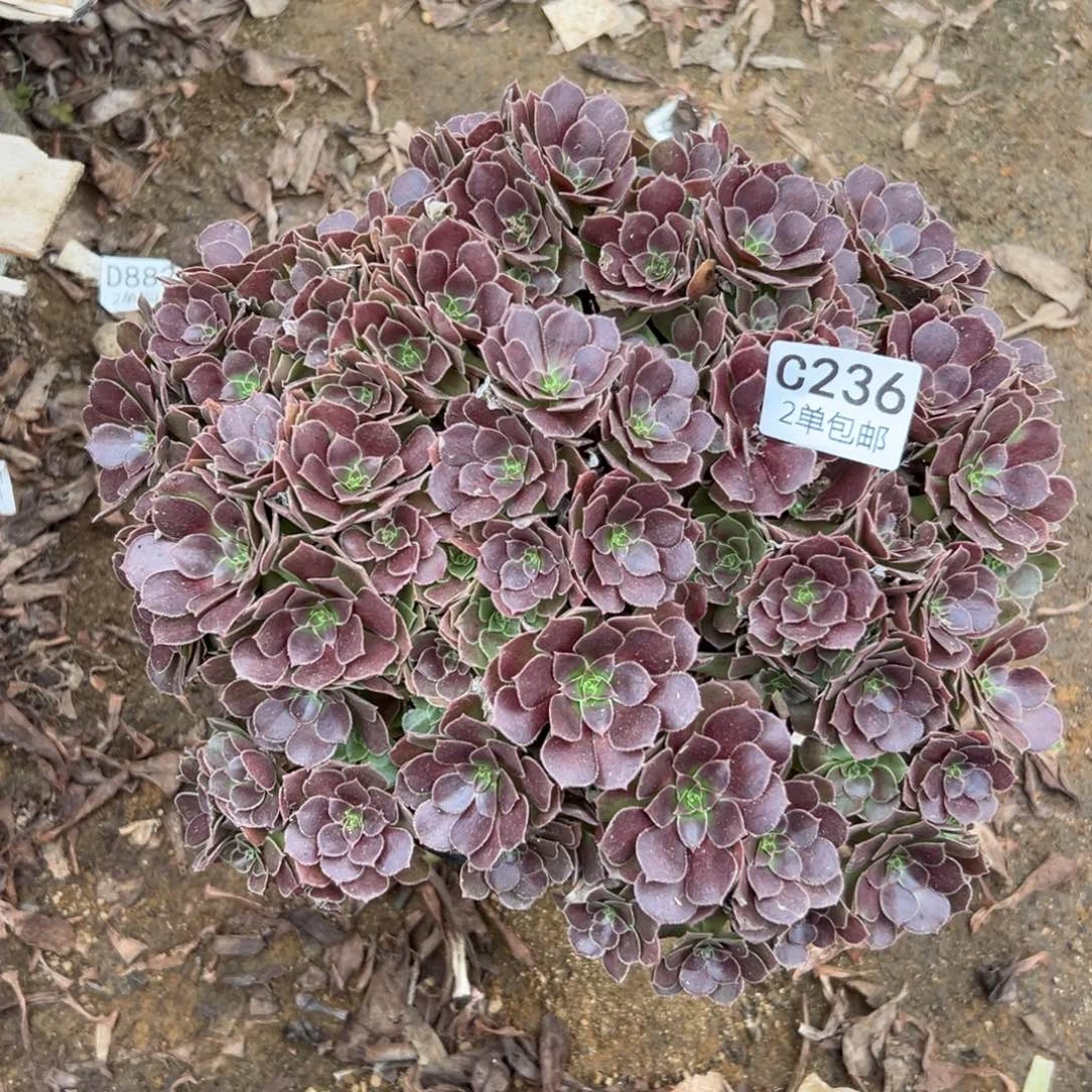 236多肉   荷兰玫瑰不包断头